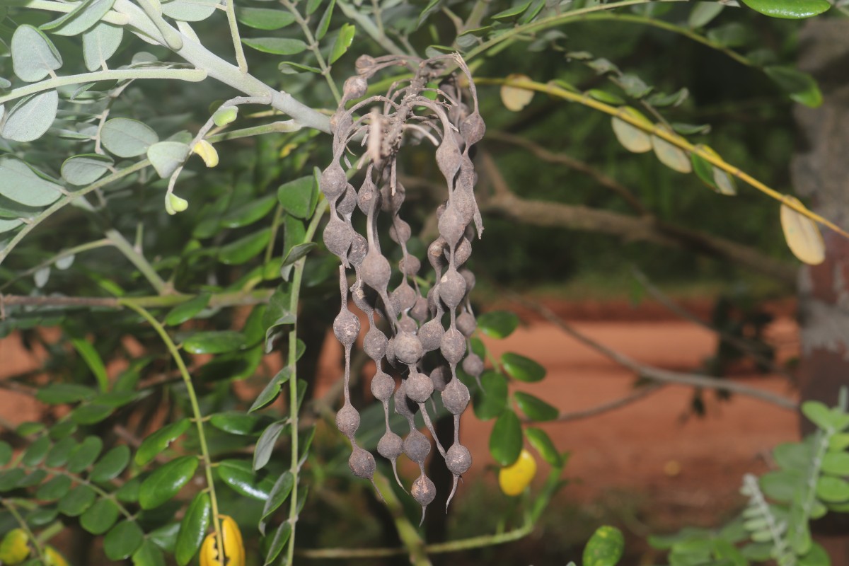 Sophora tomentosa L.